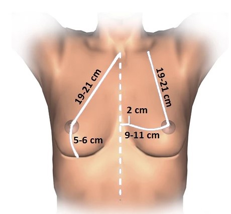 La anatomía de la mama medidas